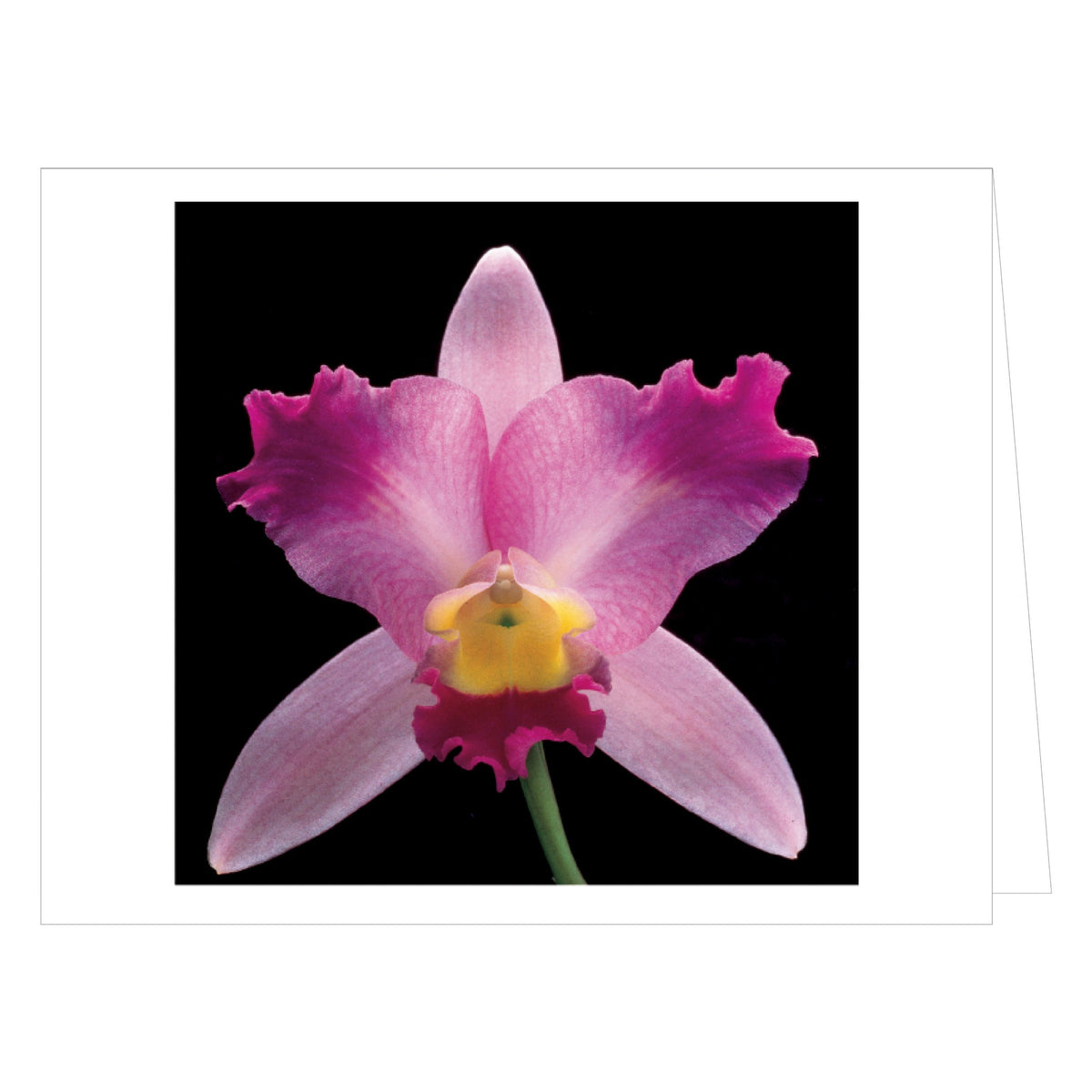 Mapplethorpe Flowers Quicknotes Boxed Notecards – Wadsworth Atheneum