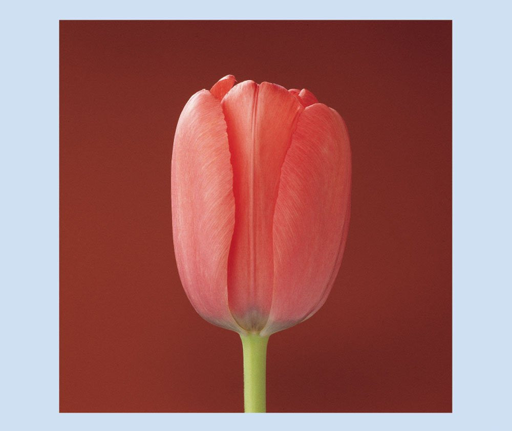 Mapplethorpe Flowers Quicknotes Boxed Notecards – Wadsworth Atheneum