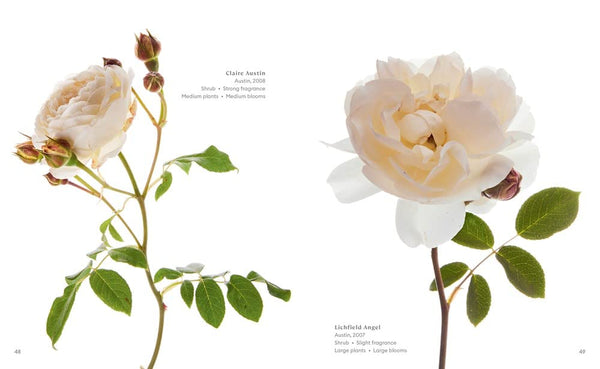 The Color of Roses: A Curated Spectrum of 300 Blooms