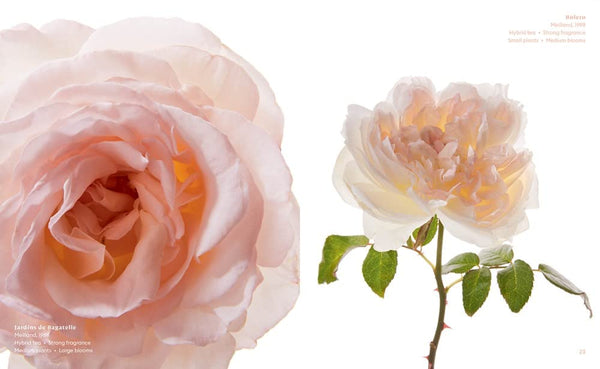 The Color of Roses: A Curated Spectrum of 300 Blooms