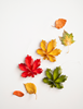 Wonderfall Leaf Ornament