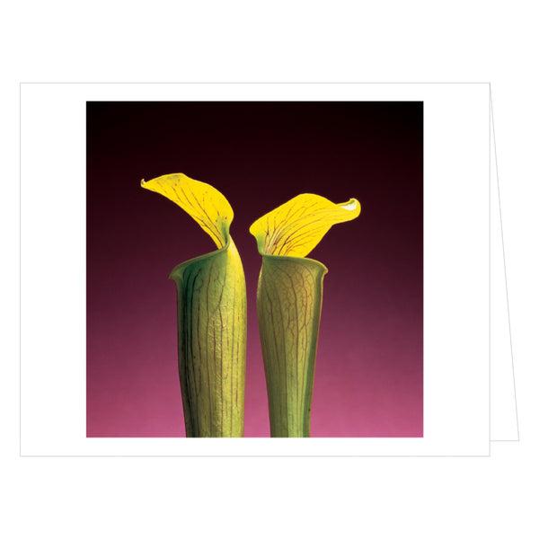 Mapplethorpe Flowers Quicknotes Boxed Notecards